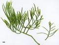 SpeciesSub: var. imbricarium